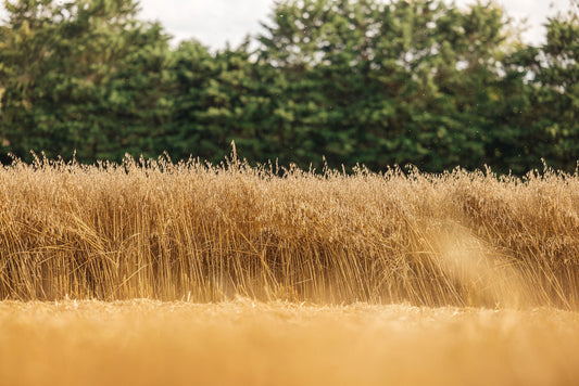 The secret power of oats