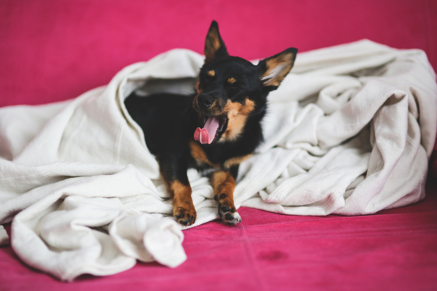 dog yawning