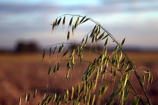 oats are low GI